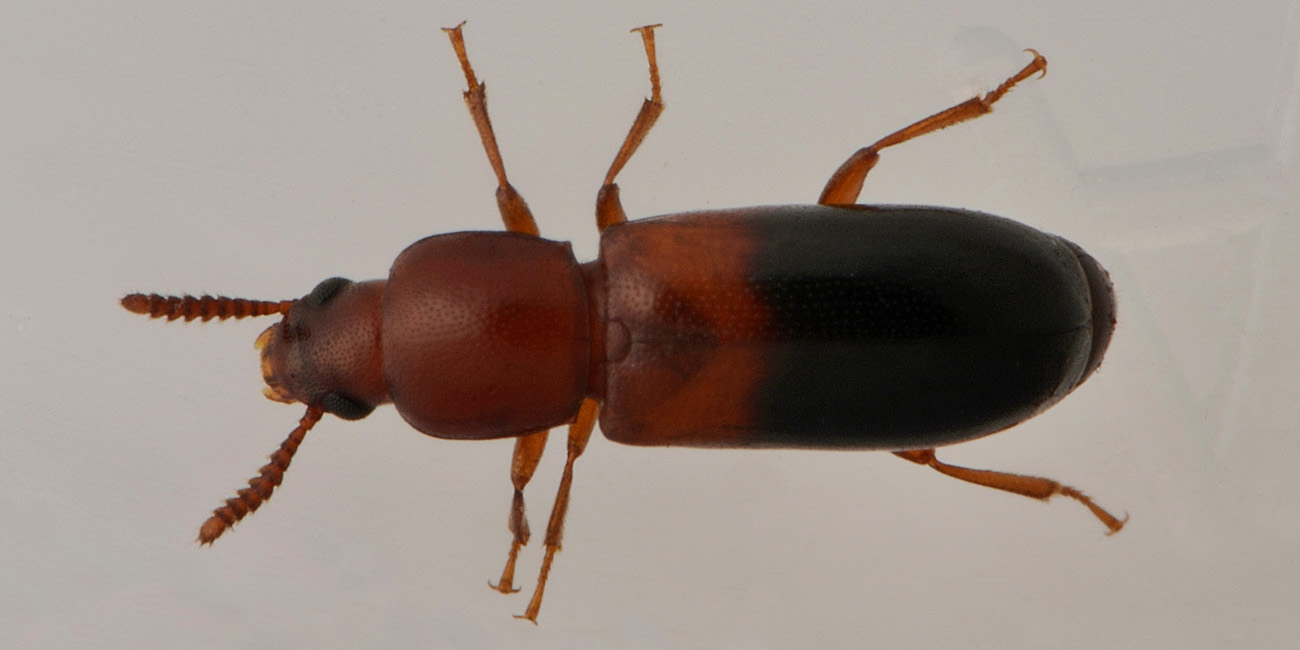 Corticeus bicolor, Tenebrionidae